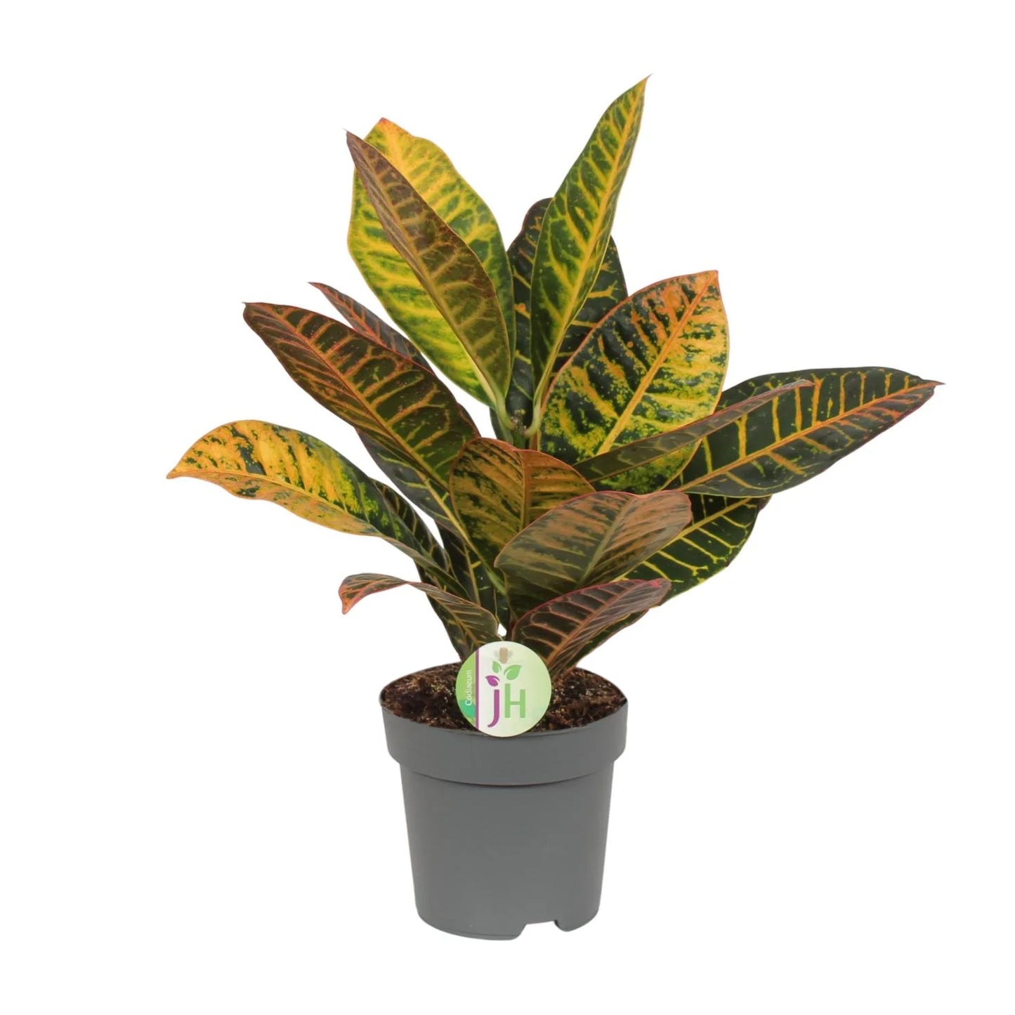 Codiaeum Petra