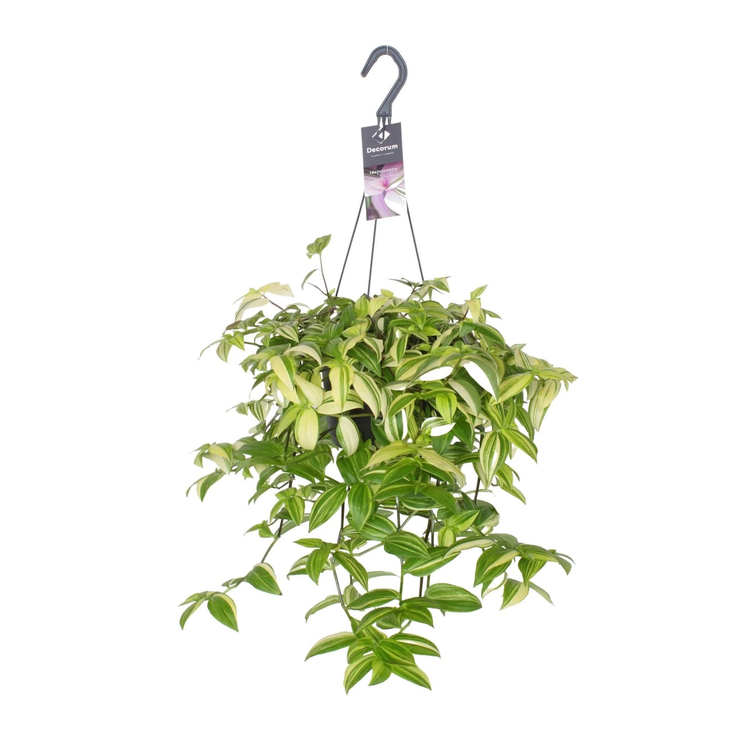 Tradescantia Yellow Hill