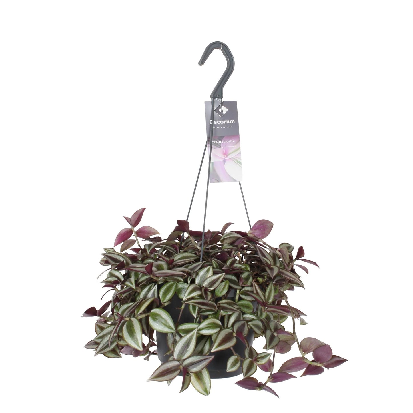 Tradescantia Zebrina Purpusii