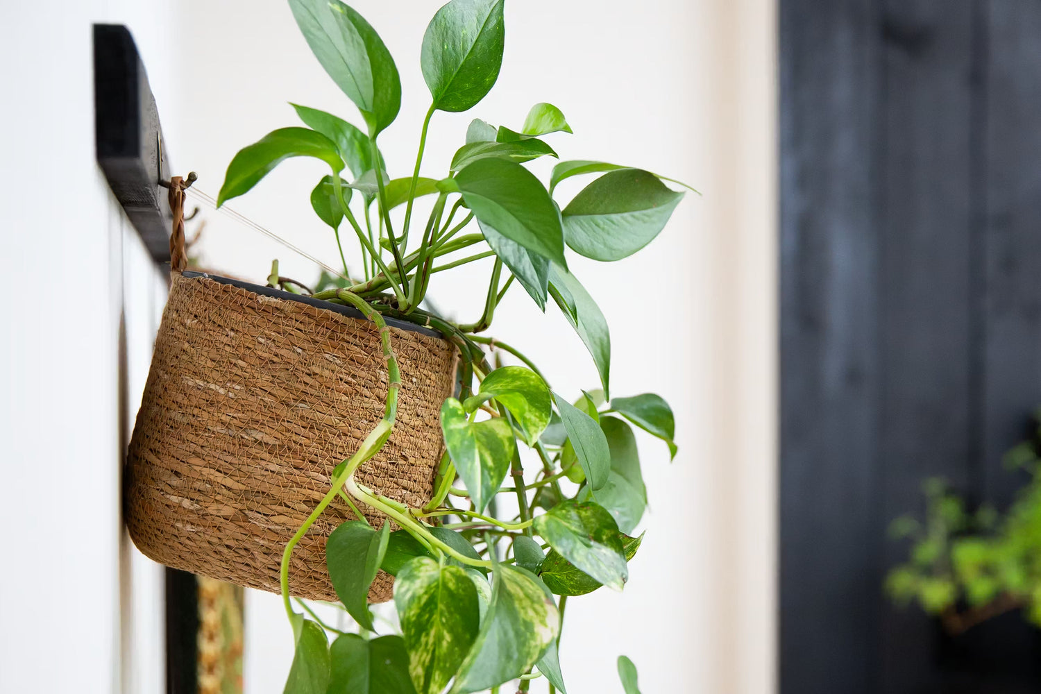 Luftreinigende Pflanzen