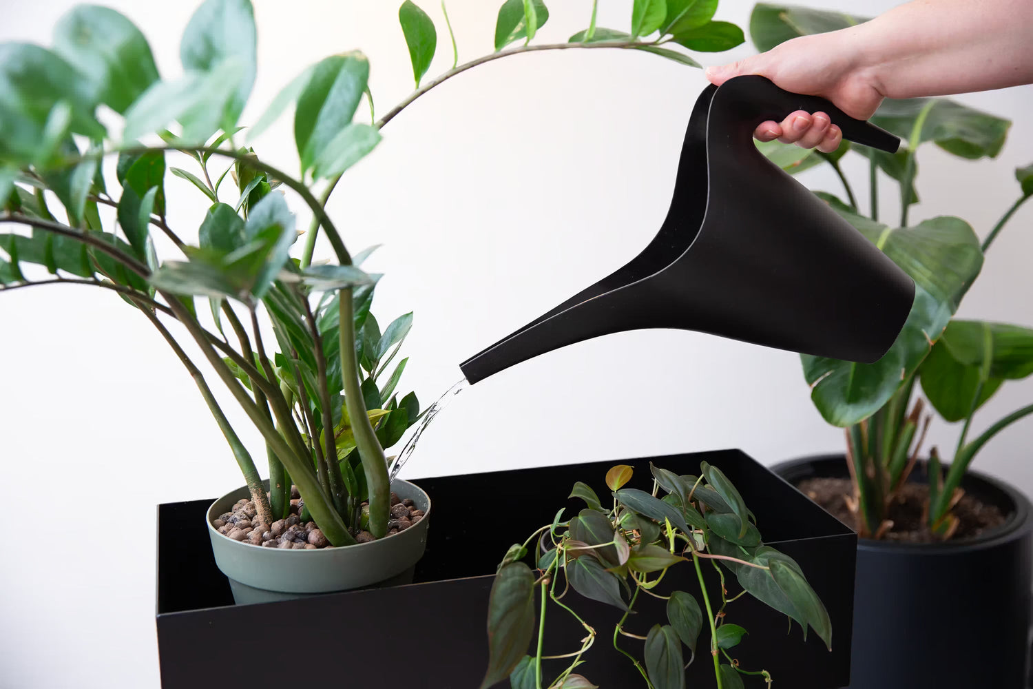 Pflegeleichte Pflanzen