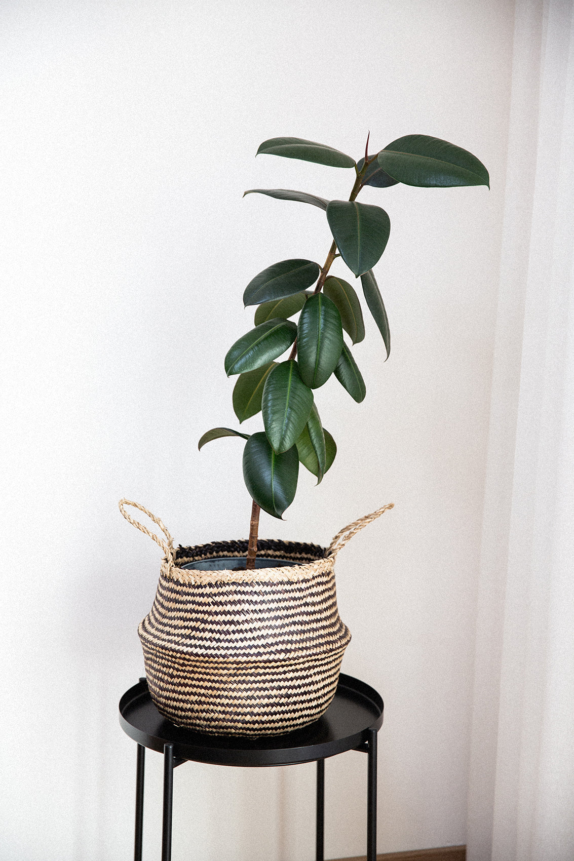 Pflanzen mit Charakter