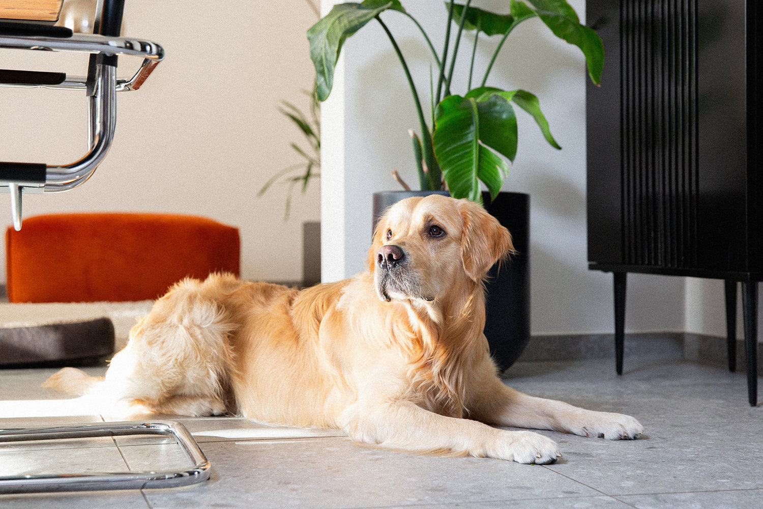 Tierfreundliche Pflanzen