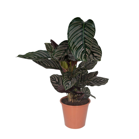 Calathea Ornata