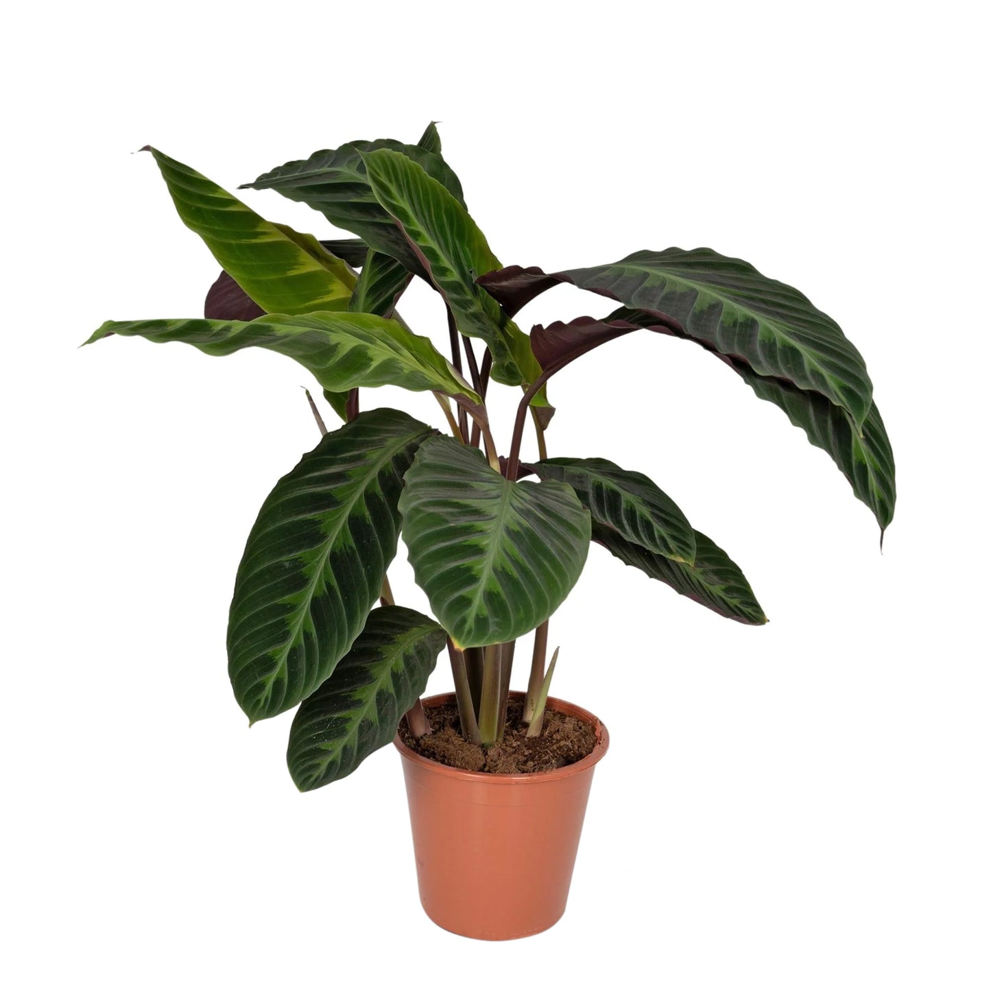 Calathea Warscewiczii