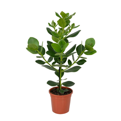 Clusia Rosea Princess