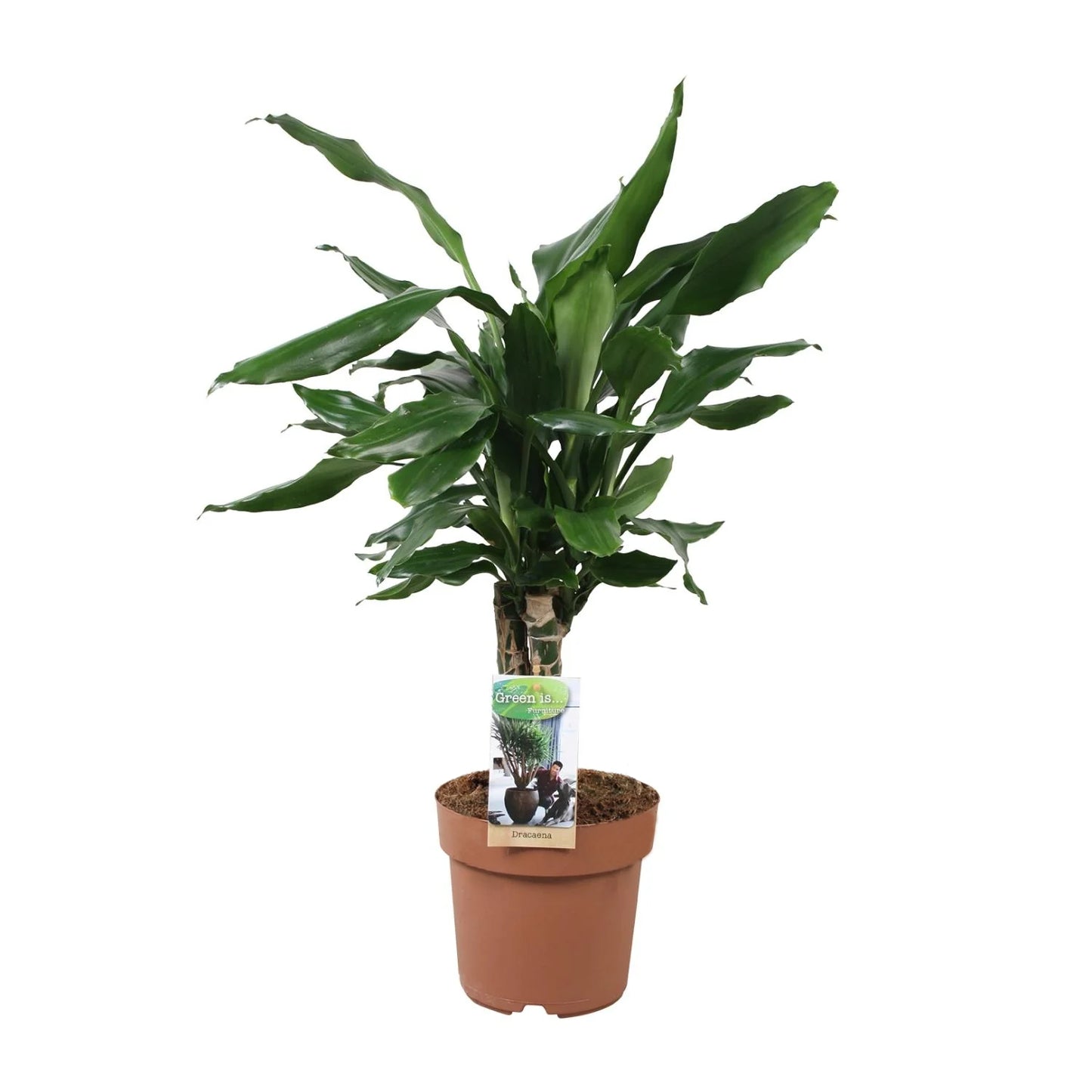 Dracaena Fagrans Steudneri Green