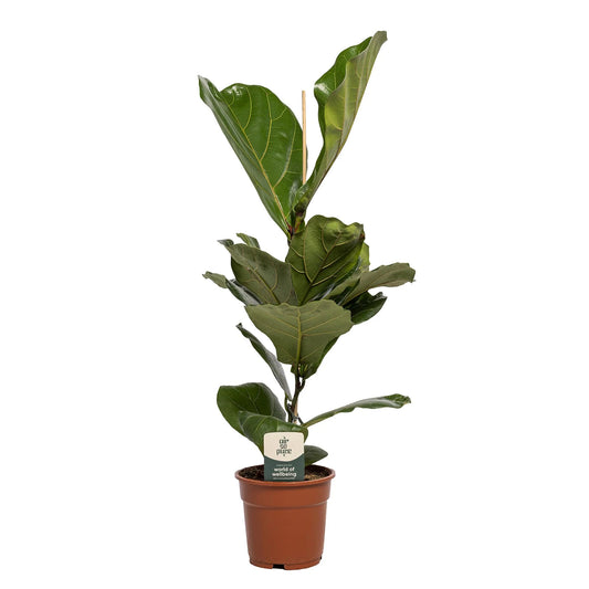 Ficus Lyrata