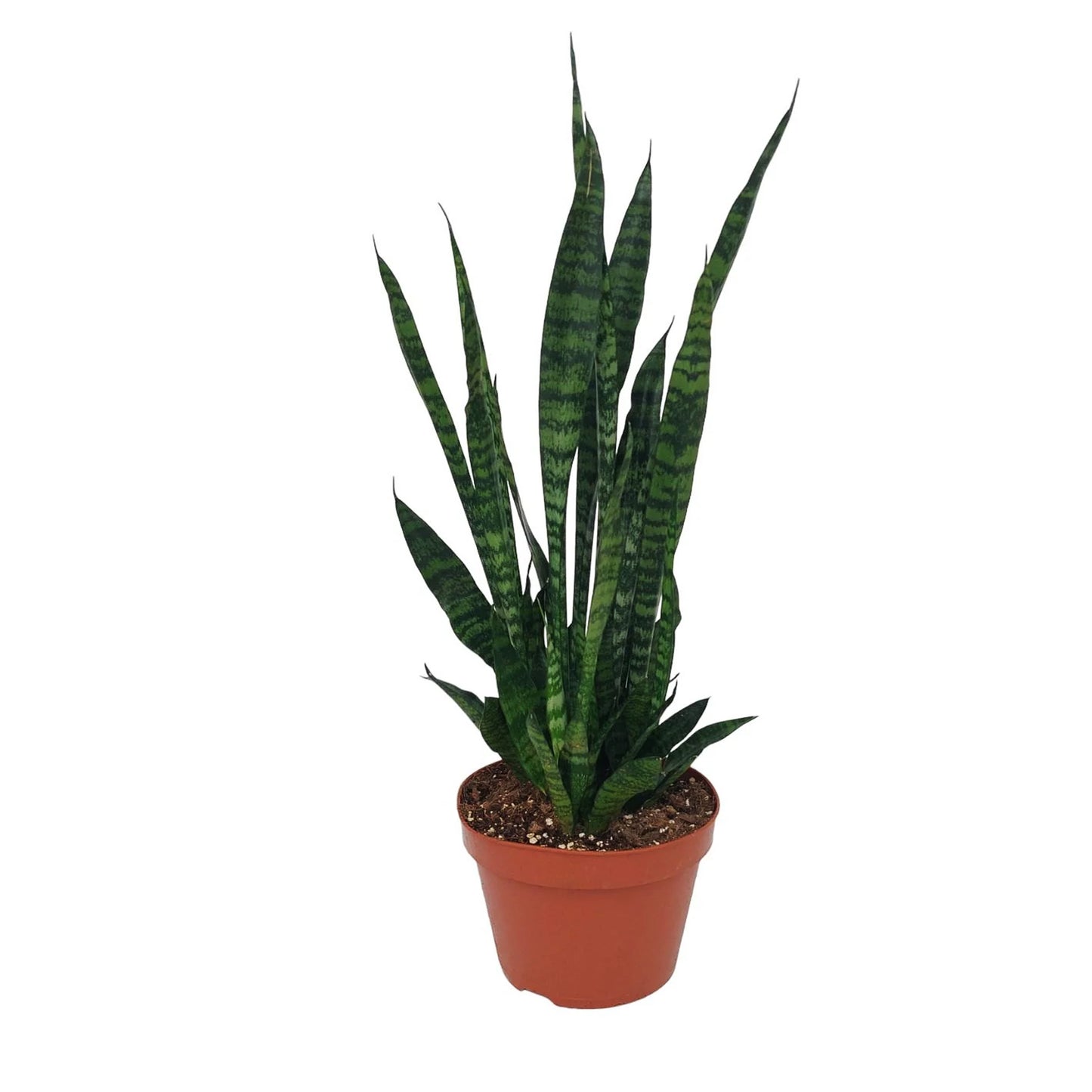 Sansevieria Zeylanica