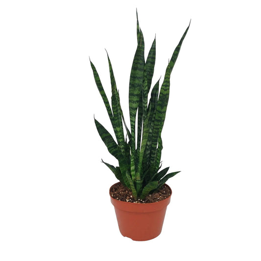 Sansevieria Zeylanica