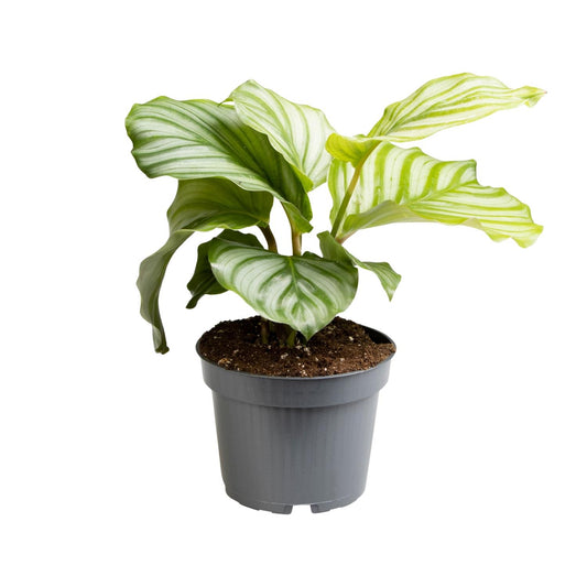 Calathea Orbifolia