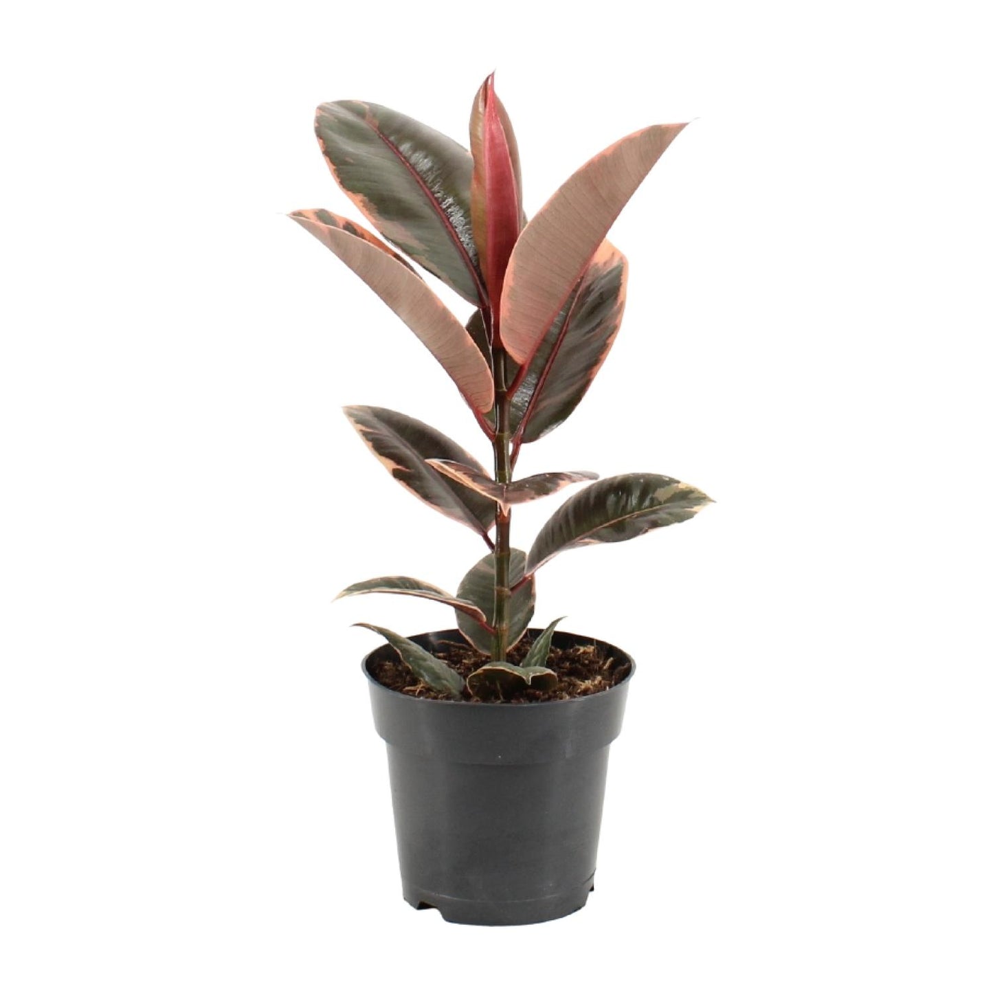 Ficus Elastica Belize