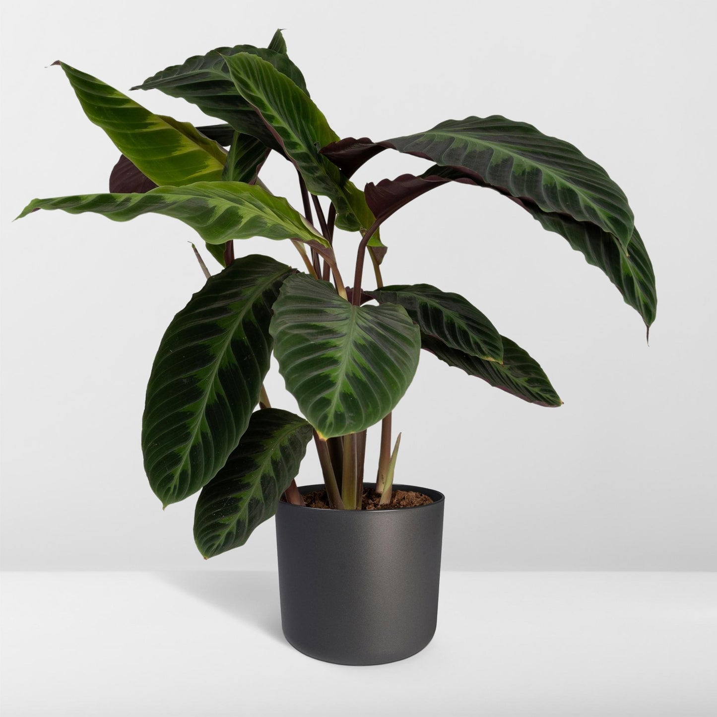 Calathea Warscewiczii