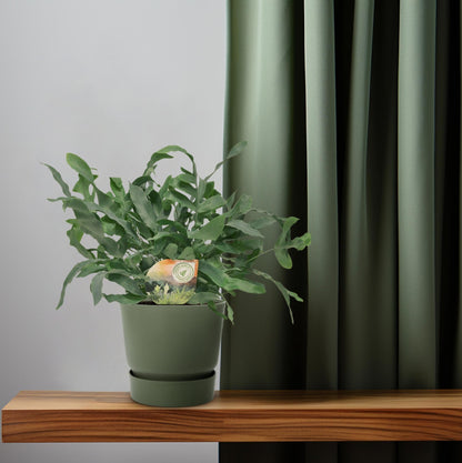 Phlebodium Blue Star