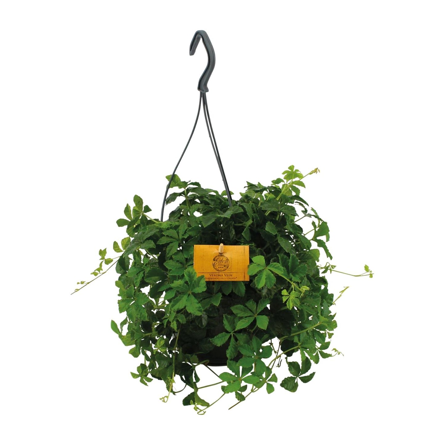 Parthenocissus Striatha