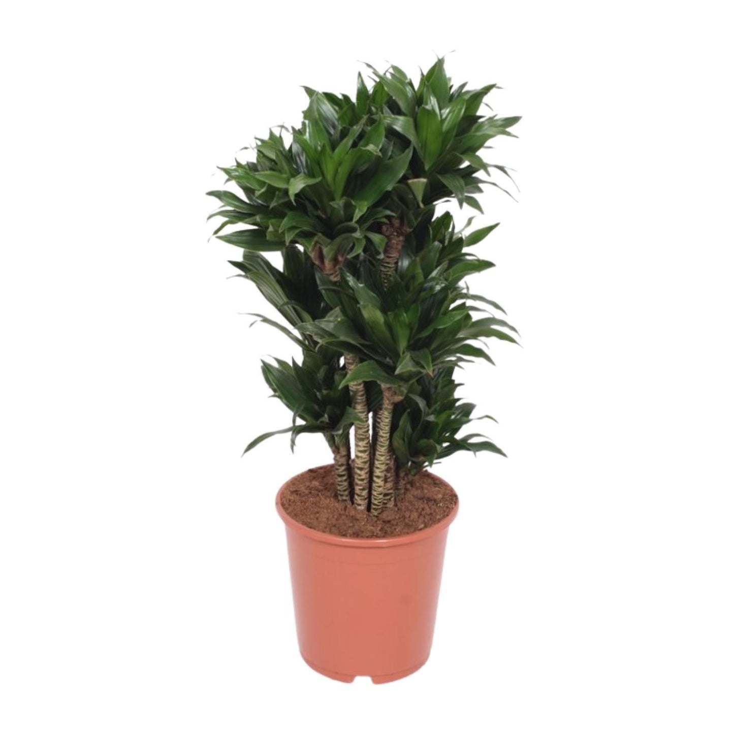 Dracaena Compacta