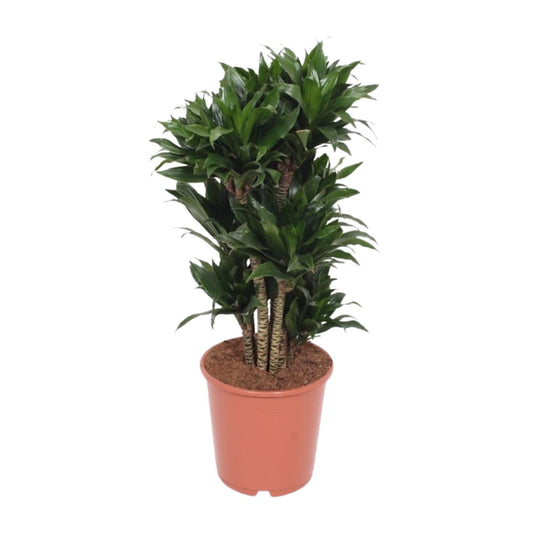 Dracaena Compacta