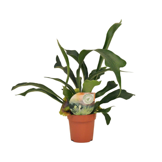 Platycerium Bifurcatum