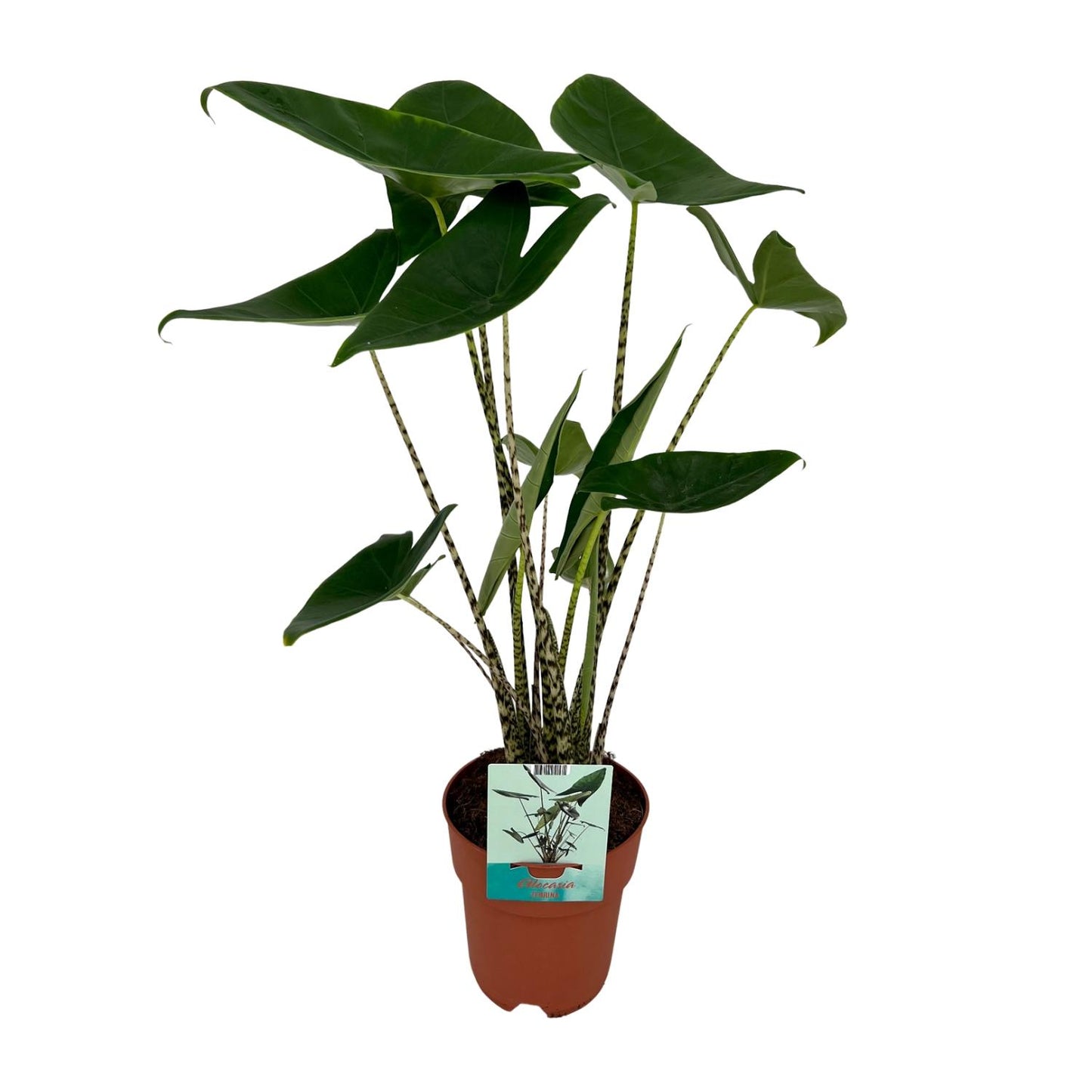 Alocasia Zebrina