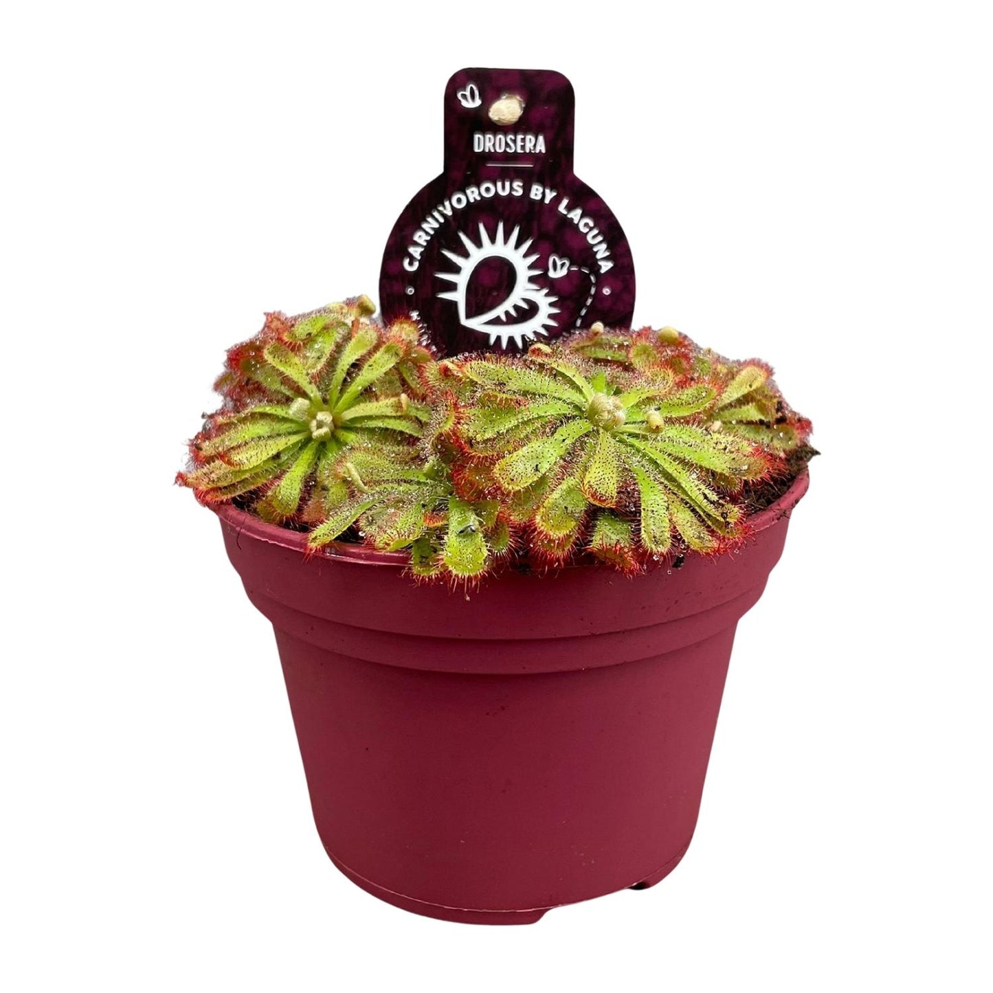 Drosera Aliciae