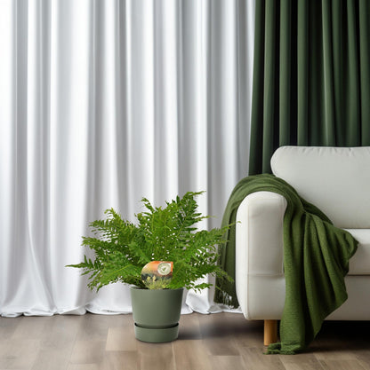 Blechnum Silver Lady