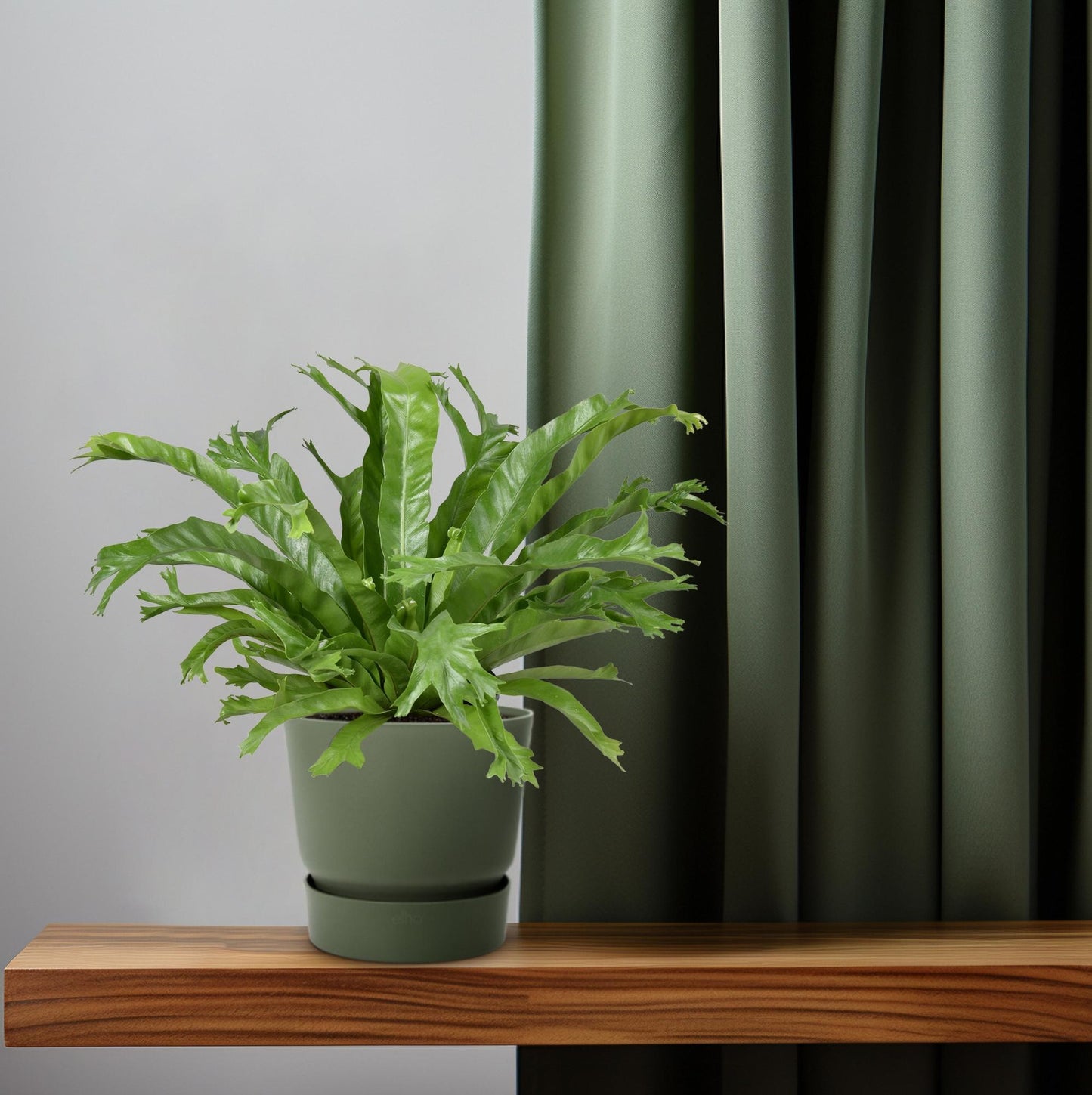 Asplenium Nidus Crissie