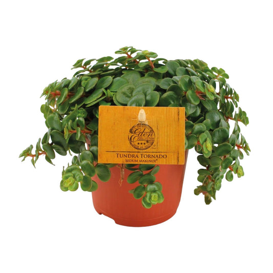 Sedum Tornado
